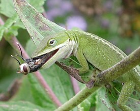 Anolis