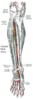 Anterior tibial artery