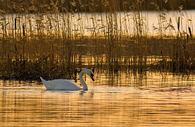 Cygnus olor (Mute Swan)