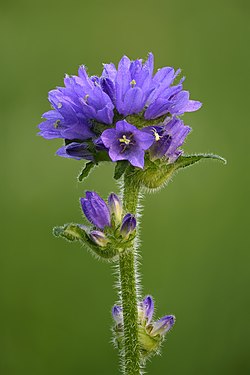 Campanula cervicaria by Ivar Leidus