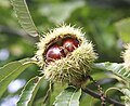 Stacheliger Fruchtbecher der Edelkastanie