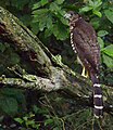 Collared forest falcon (Micrastur semitorquaatus), Campeche, Mex. (2015).