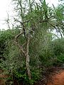 Commiphora simplicifolia