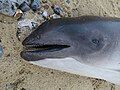 Thumbnail for File:Dead Harbour Porpoise near Cromer - geograph.org.uk - 6734526.jpg