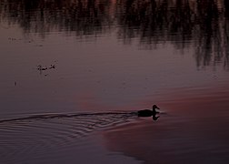 EMBALSE DE SANTILLANA (6646861721).jpg