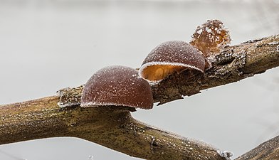 Auriculariales (Jelly fungus)