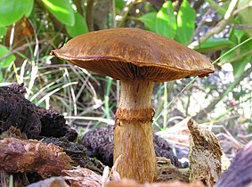 Gymnopilus junonius