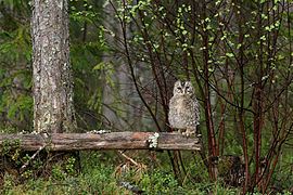 Strix uralensis (Ural Owl)