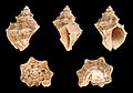 * Nomination Shell of a Carinate Rock Snail, Indothais lacera --Llez 06:48, 24 December 2013 (UTC) * Promotion Good quality. --Poco a poco 13:28, 24 December 2013 (UTC)