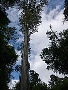 Xenebreiro de Africa leste, norte de Tanzania