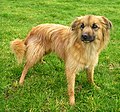 Pyrenean Shepherd