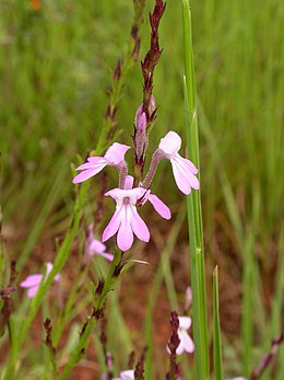 Striga bilabiata