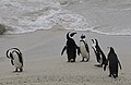 Boulders Beach, Cape Town