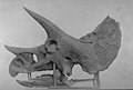 Triceratops