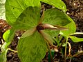 Trillium ludovicianum