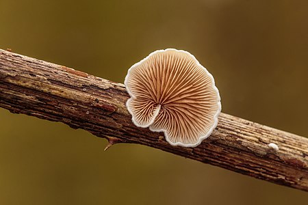 Wit oorzwammetje s.l. (Crepidotus variabilis s.l.) 06-02-2020. (d.j.b) 02