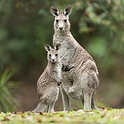 Kangourous (Macropus giganteus, Diprotodontia)