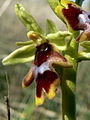 Ophrys aymoninii