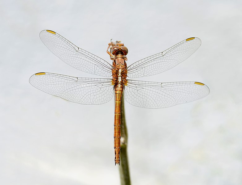 File:Orthetrum August 2017-1.jpg