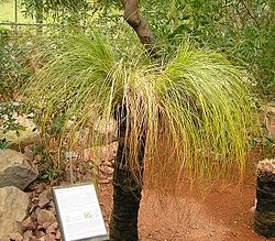 Eräs heinäpuulaji (Xanthorrhoea johnsonii)