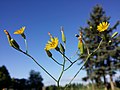 Crepis pulchra