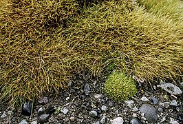 Canche et Sagine antarctique (Colobanthus quitensis).