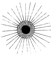 Actinophrys sol, Illustration (1852)