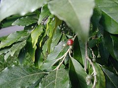 Elaeagnus-umbellata.JPG