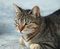 Chat, espèce originaire d'Afrique.