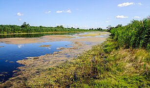 Güldensee (JL), Ufer 02.jpg