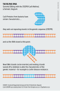 Genome Editing with the CRISPR-Cas9-Method, schematic diagram.svg