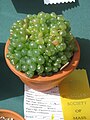 An extreme rounded form of Haworthia cooperi