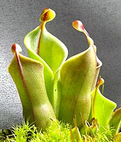 Heliamphora minor