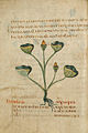 Pseudo-Apuleius 6. Jh., Ms. Voss. Q9. Leiden