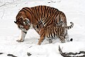 Image 11 Siberian tiger Photo: Dave Pape A female Siberian tiger (Panthera tigris altaica), a subspecies of tiger native to Central Asia, and her cub. The Siberian tiger is the largest of the extant tiger subspecies as well as the largest felid, attaining 320 kg (710 lb) in an exceptional specimen. Considered an endangered subspecies, the wild population is down to several hundred individuals and is limited to eastern Siberia. More selected pictures