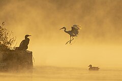 First place: Great cormorant (Phalacrocorax carbo), Little egret (Egretta garzetta) and Gadwall duck (Mareca strepera) in Taudaha Lake, near Katmandu, Nepal. – Attribution: Prasan Shrestha / CC BY SA 4.0