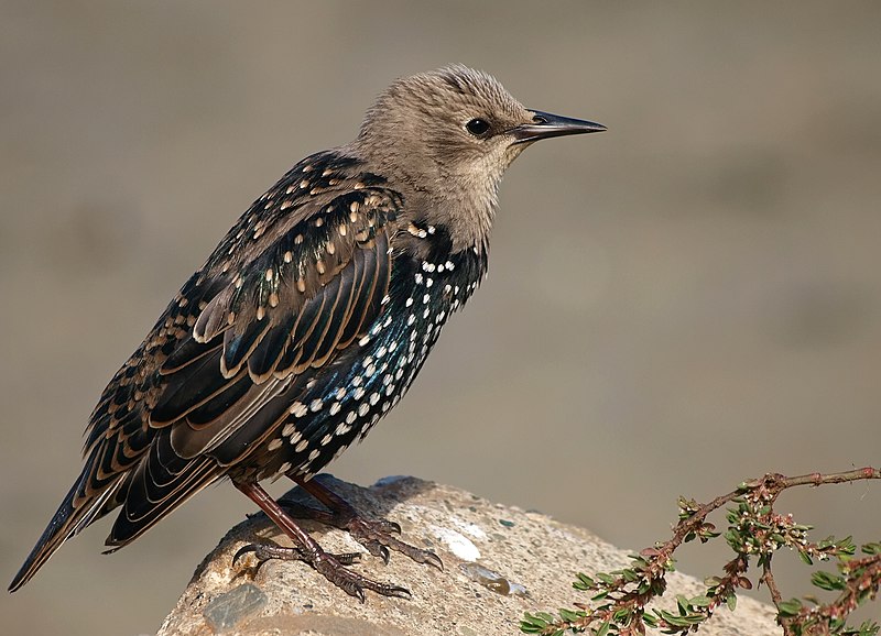 File:Sturnus vulgaris -California-8.jpg