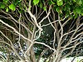 Tree branches in Tenerife, Spain.