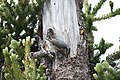 Olympic National Park