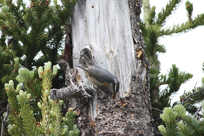 File:Sitta canadensis 5562.JPG