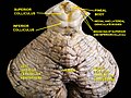 Brainstem; posterior view