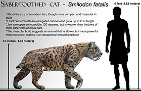 Smilodon fatalis palyginimas su žmogumi