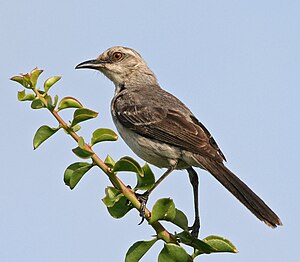 Mimus gilvus Margarita Insulo, Venezuelo