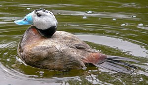 Hvidhovedet and Oxyura leucocephala .