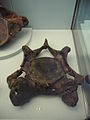 A neck vertebra of the West Runton Mammoth exhibited at Cromer Museum.