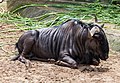 * Nomination Blue wildebeest (Connochaetes taurinus), Ho Chi Minh City Zoo, Vietnam --Poco a poco 09:16, 22 December 2013 (UTC) * Promotion  Support --Cccefalon 10:20, 22 December 2013 (UTC)