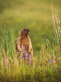 Stepinis švilpikas (Marmota bobak)