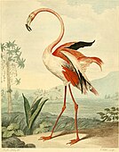 Exemplar de Phoenicopterus a l'obra Musei Leveriani explicatio .. de George Shaw (1817)