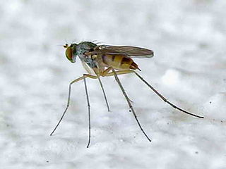 Dolichopodidae