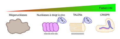 Nucleases-types-fr-text-to-path.svg